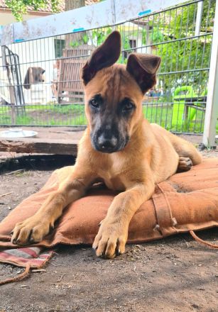 Malinois Welpen ab sofort abzugeben