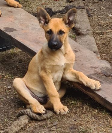 Malinois Welpen, 10 Wochen alt