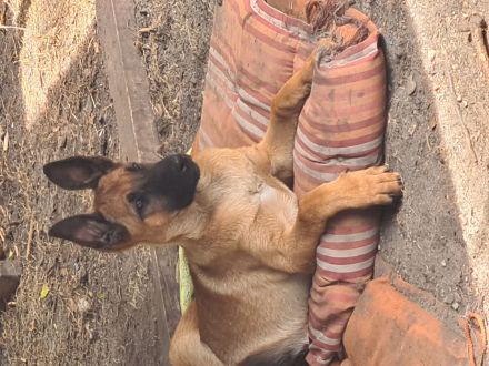 Malinois Welpen ab sofort abzugeben