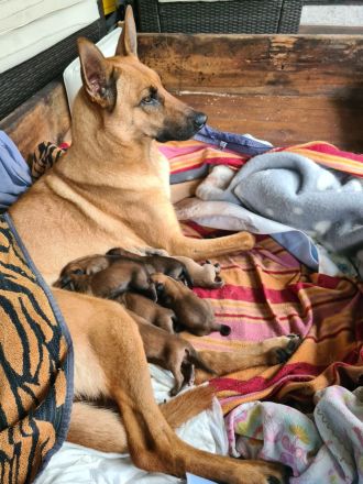 belgische Schäferhund Welpen