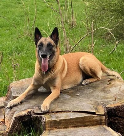 belgische Schäferhund Welpen