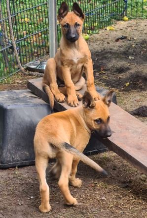Malinois Welpen, 10 Wochen alt