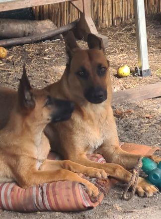 Malinois Welpen ab sofort abzugeben
