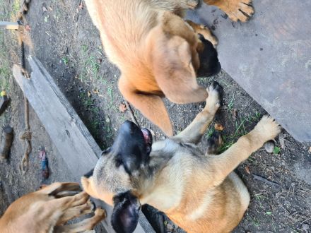 Malinois Welpen ab sofort abzugeben