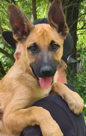 Malinois Welpen ab sofort abzugeben