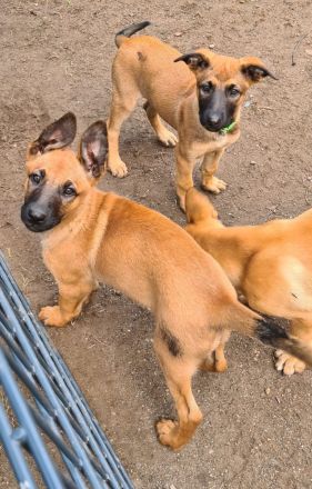 Malinois Welpen, 10 Wochen alt