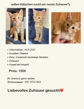 Wir Suchen Familie für unsere Klein Kätzchen
