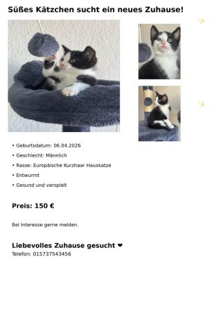 Wir Suchen Familie für unsere Klein Kätzchen