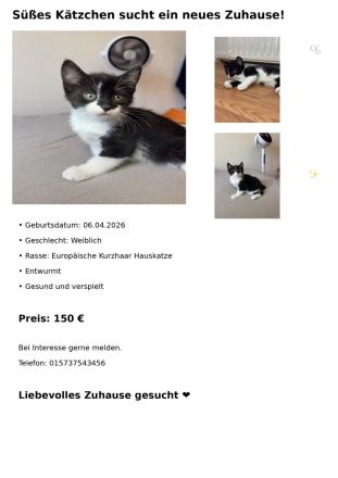 Wir Suchen Familie für unsere Klein Kätzchen