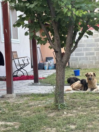 Goldenretriever-Belgischer Schäferhund mit Herdenschutzhund mix