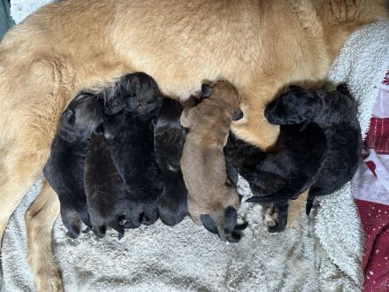 Goldenretriever-Belgischer Schäferhund mit Herdenschutzhund mix