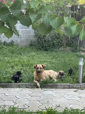 Goldenretriever-Belgischer Schäferhund mit Herdenschutzhund mix