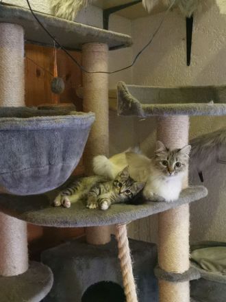 Siam Balinese Mix Kitten