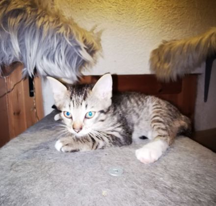 Siam Balinese Mix Kitten