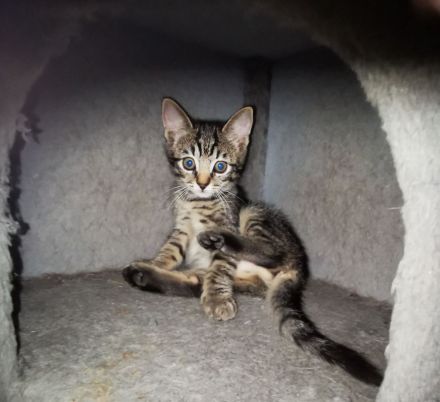 Siam Balinese Mix Kitten