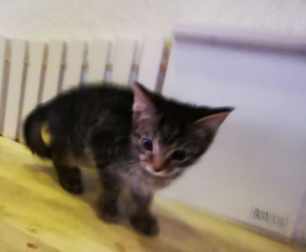 Siam Balinese Mix Kitten