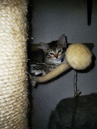 Siam Balinese Mix Kitten