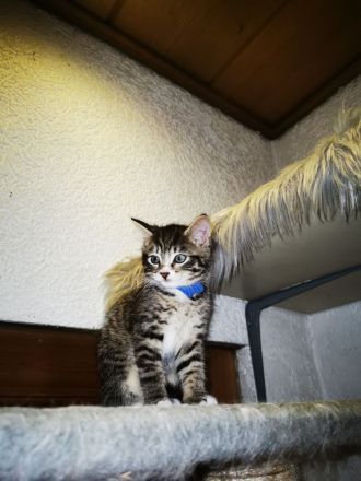 Siam Balinese Mix Kitten