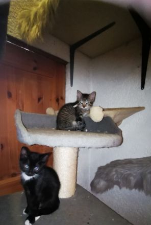 Siam Balinese Mix Kitten