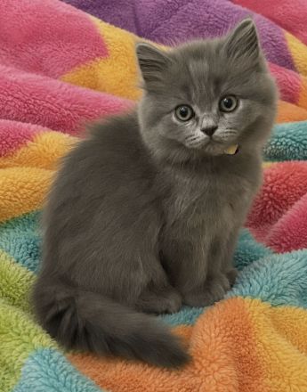 British Kurzhaar Kitten