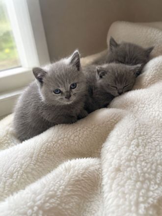 British Kurzhaar Kitten