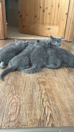 British Kurzhaar Kitten