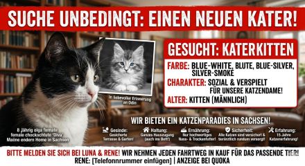 Suche Kater Maine Coon
