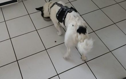 Kleine Kessy sucht ihr Glück
