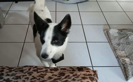 Kleine Kessy sucht ihr Glück