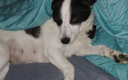 Kleine Kessy sucht ihr Glück