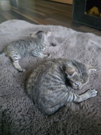 Süße Don Sphynx Kitten suchen Ihren Dosenöffner