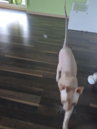 Süße Don Sphynx Kitten suchen Ihren Dosenöffner