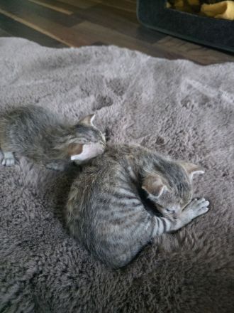 Süße Don Sphynx Kitten suchen Ihren Dosenöffner