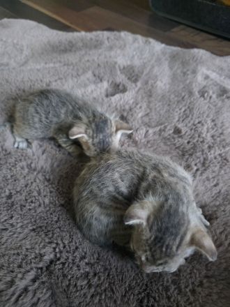 Süße Don Sphynx Kitten suchen Ihren Dosenöffner