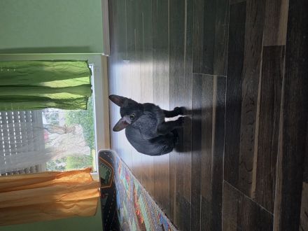 Süße Don Sphynx Kitten suchen Ihren Dosenöffner