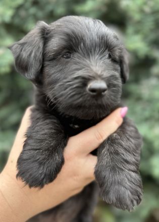 Skye teriér FCI