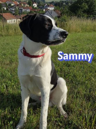 Sammy, 05/25 - verliert unverschuldet sein Zuhause