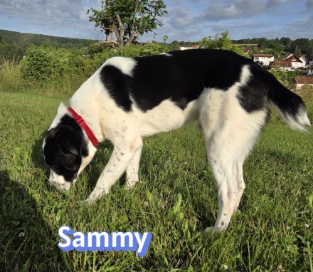 Sammy, 05/25 - verliert unverschuldet sein Zuhause