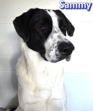 Sammy, 05/25 - verliert unverschuldet sein Zuhause