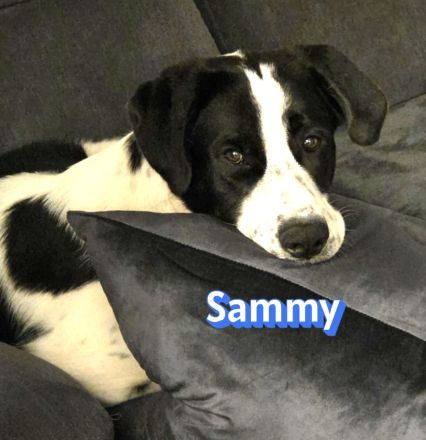 Sammy, 05/25 - verliert unverschuldet sein Zuhause