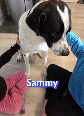 Sammy, 05/25 - verliert unverschuldet sein Zuhause