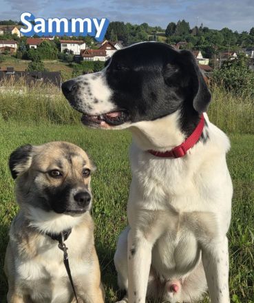 Sammy, 05/25 - verliert unverschuldet sein Zuhause