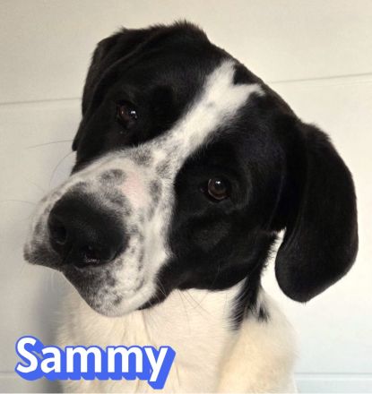 Sammy, 05/25 - verliert unverschuldet sein Zuhause