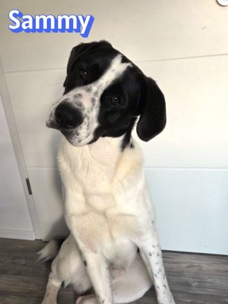 Sammy, 05/25 - verliert unverschuldet sein Zuhause