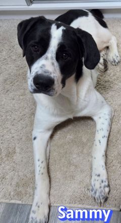 Sammy, 05/25 - verliert unverschuldet sein Zuhause