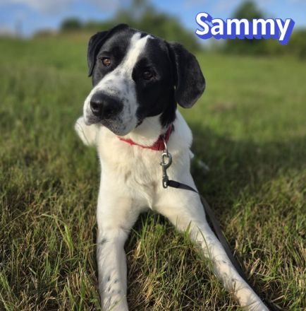 Sammy, 05/25 - verliert unverschuldet sein Zuhause
