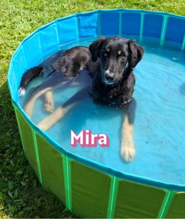 Mira, 03/26 - wartet auf PS in 67454 Haßloch/Pfalz