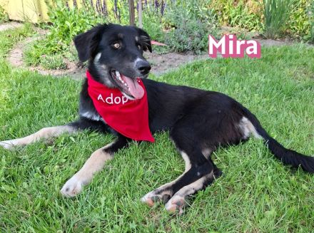 Mira, 03/26 - wartet auf PS in 67454 Haßloch/Pfalz