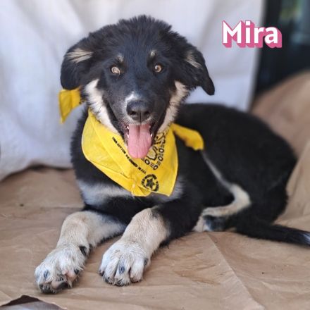 Mira, 03/26 - sollte ertrinken!