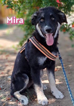 Mira, 03/26 - sollte ertrinken!